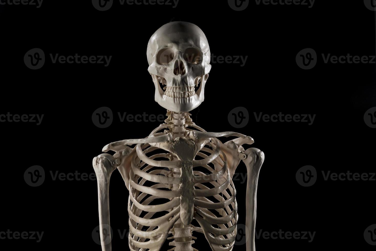 Human Skeleton 948544 Stock Photo at Vecteezy
