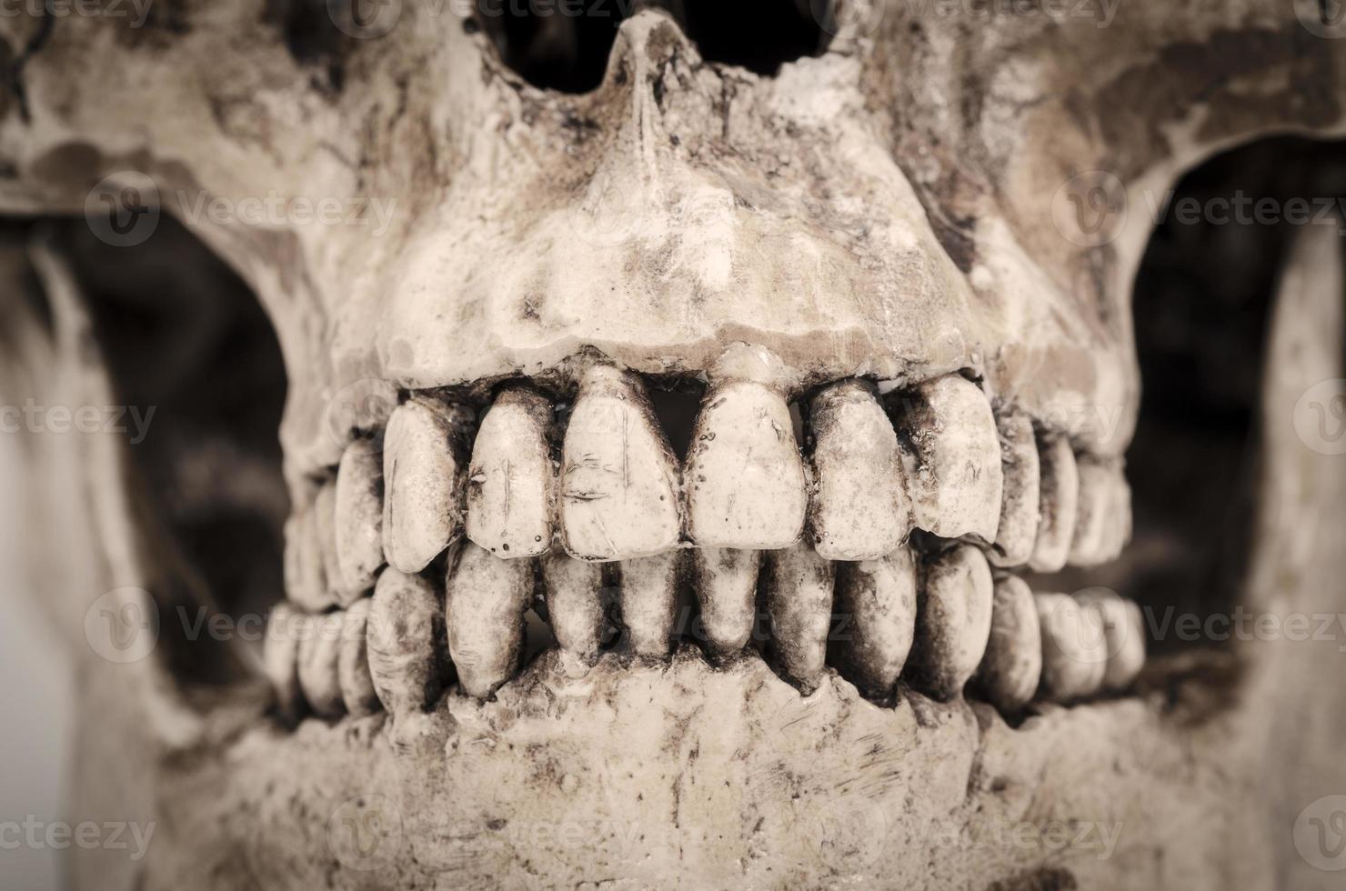 Modelo de dientes humanos (cráneo) sobre un fondo blanco. foto