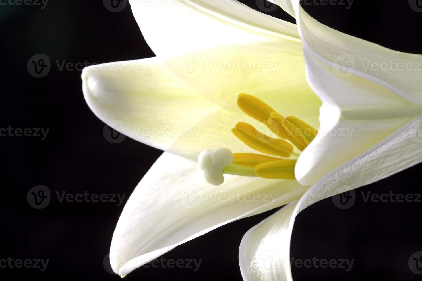 Close up lily photo
