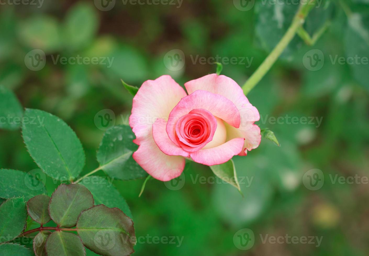rose close up photo