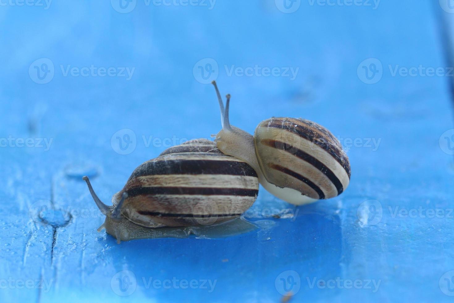 Two snails, close up photo