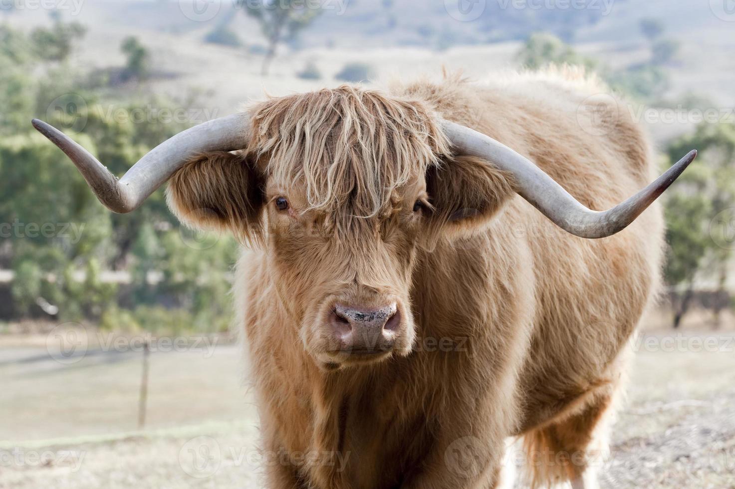Highland vaca de cerca. foto