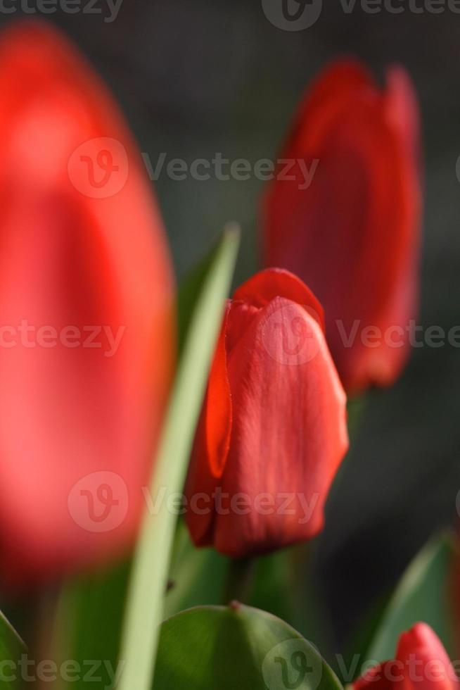 Tulip flowers - close-up photo