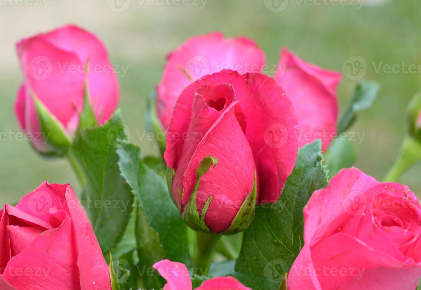 Pink roses close up photo