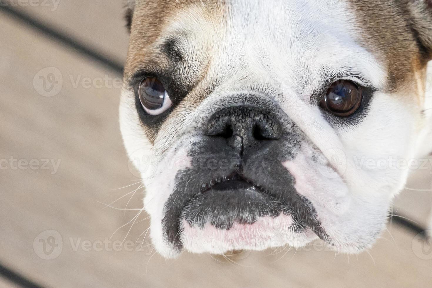 English bulldog close up photo
