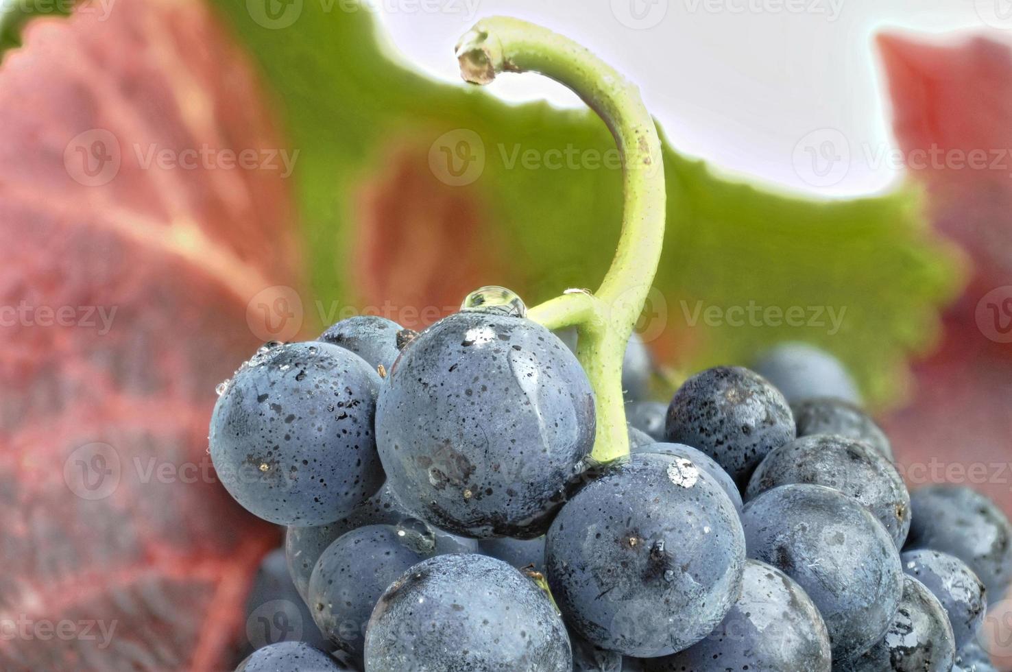 primer plano de uvas azules foto