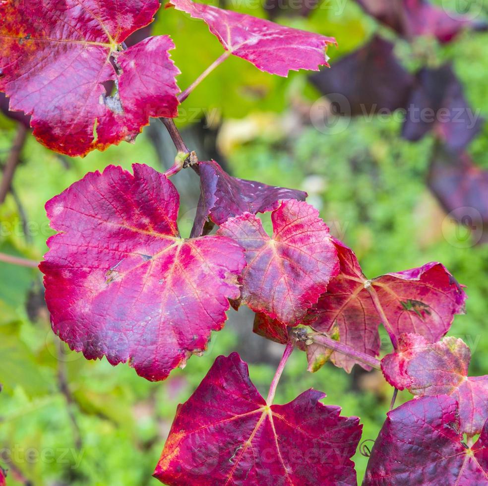 Grape leaves, close-up photo