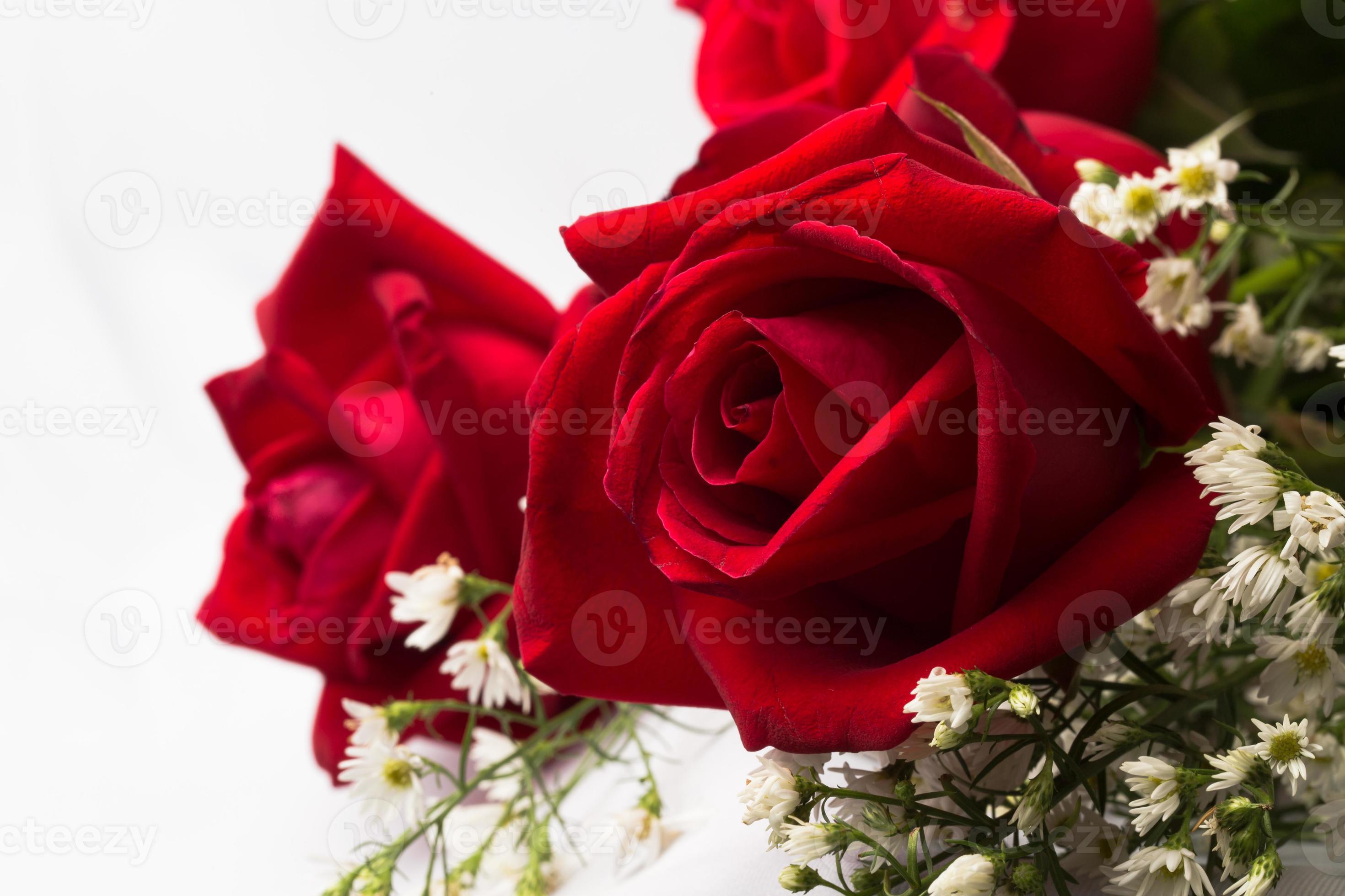 Holland roses close up 951255 Stock Photo at Vecteezy