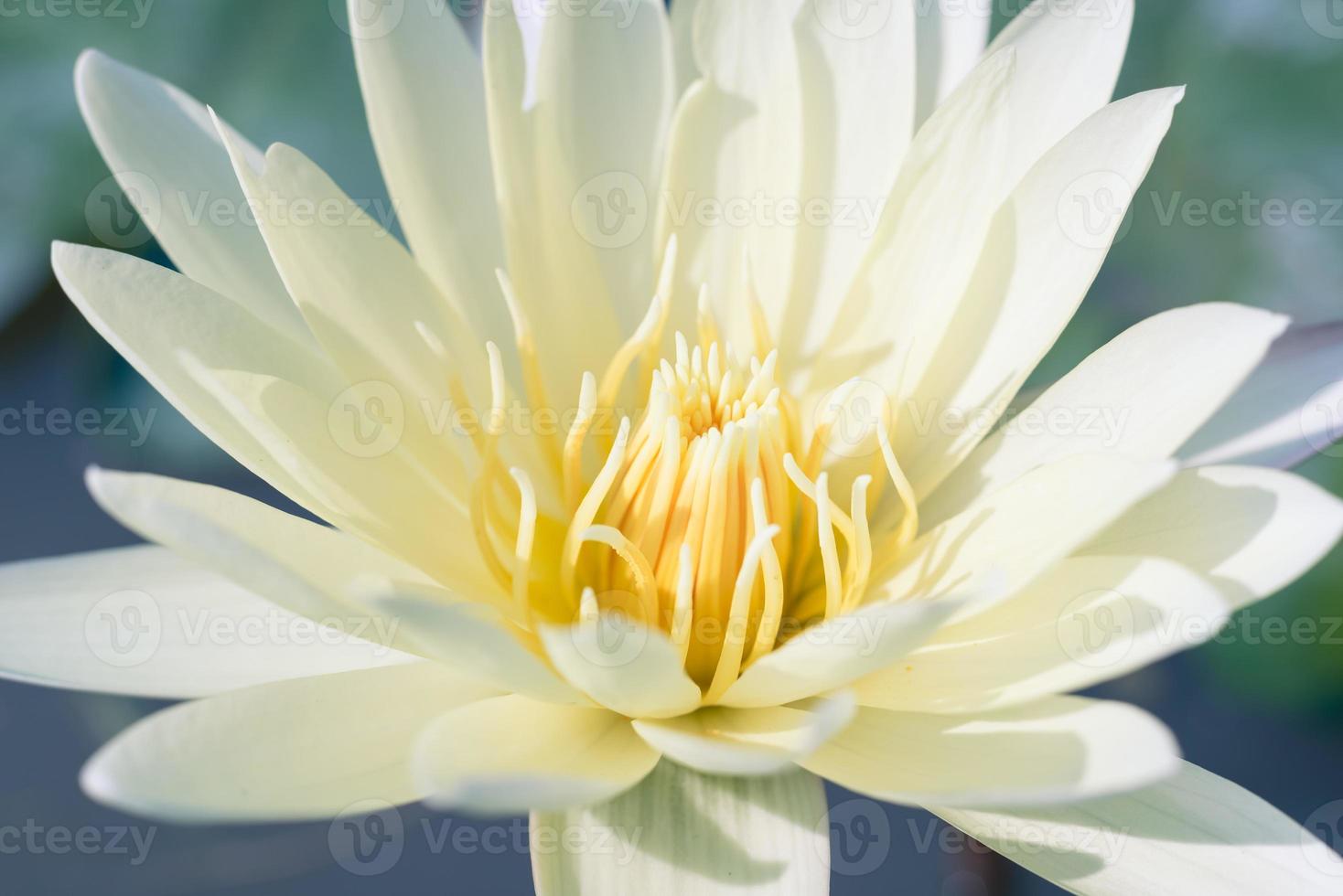 water lily,close up photo
