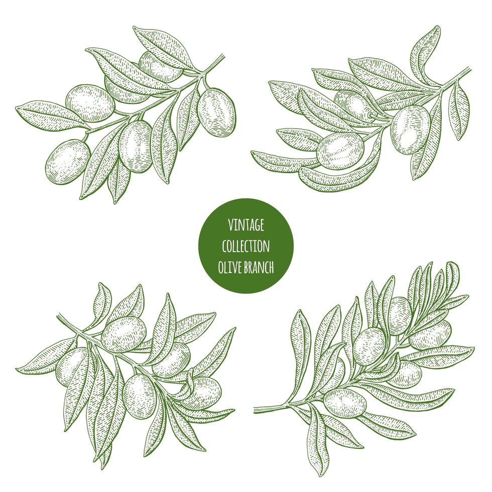 Olive branch vector in doodle sketch style Ink pencil hand drawn olive  tree leaves for wrapper pattern logo frame or border Minimal single  line Stock Vector Image  Art  Alamy