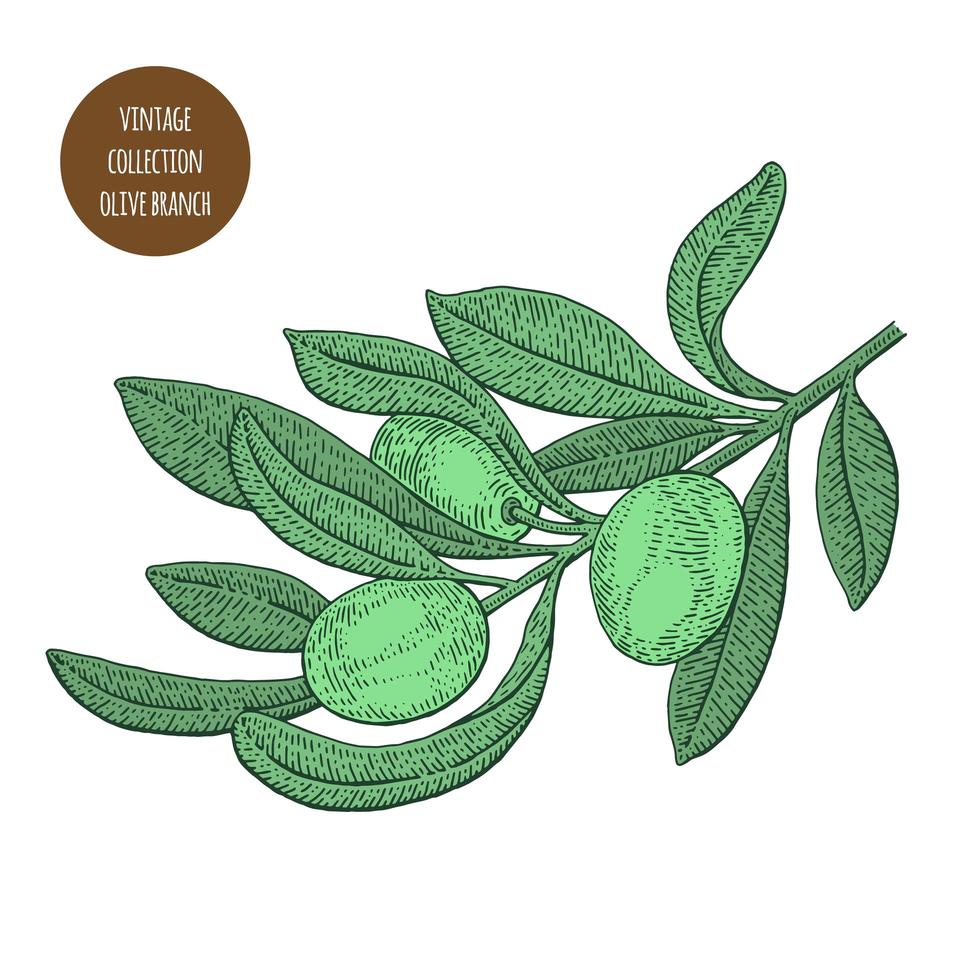 Green Olive Branch Sketch  vector