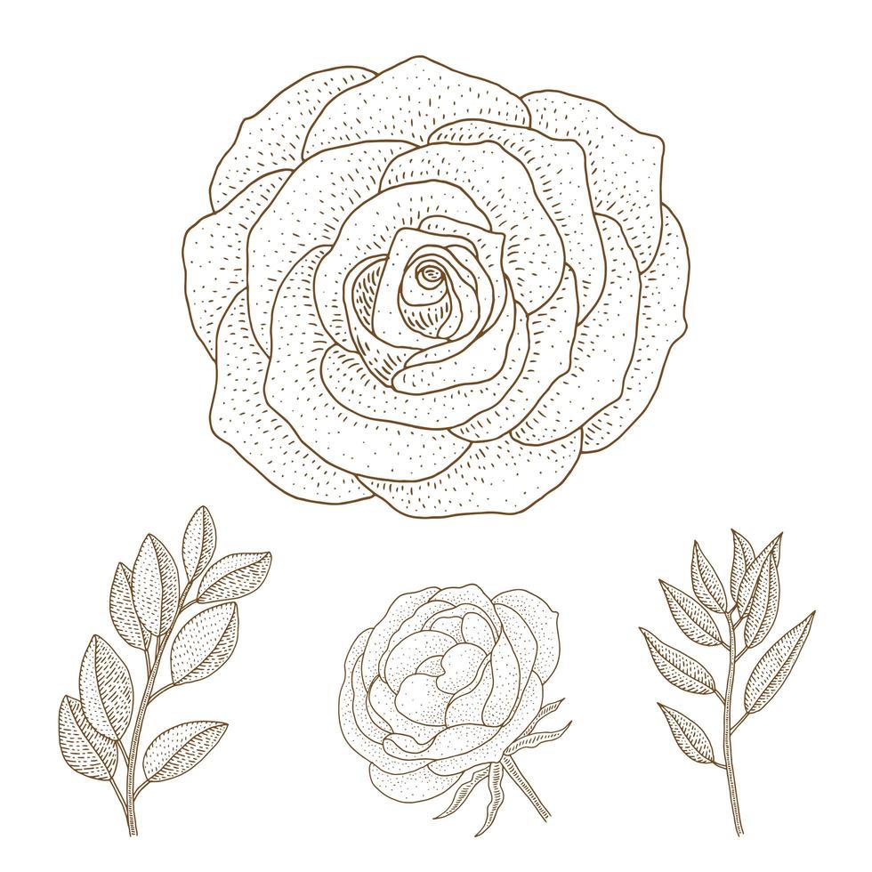 Vintage Hand Drawn Roses and Leaves  vector