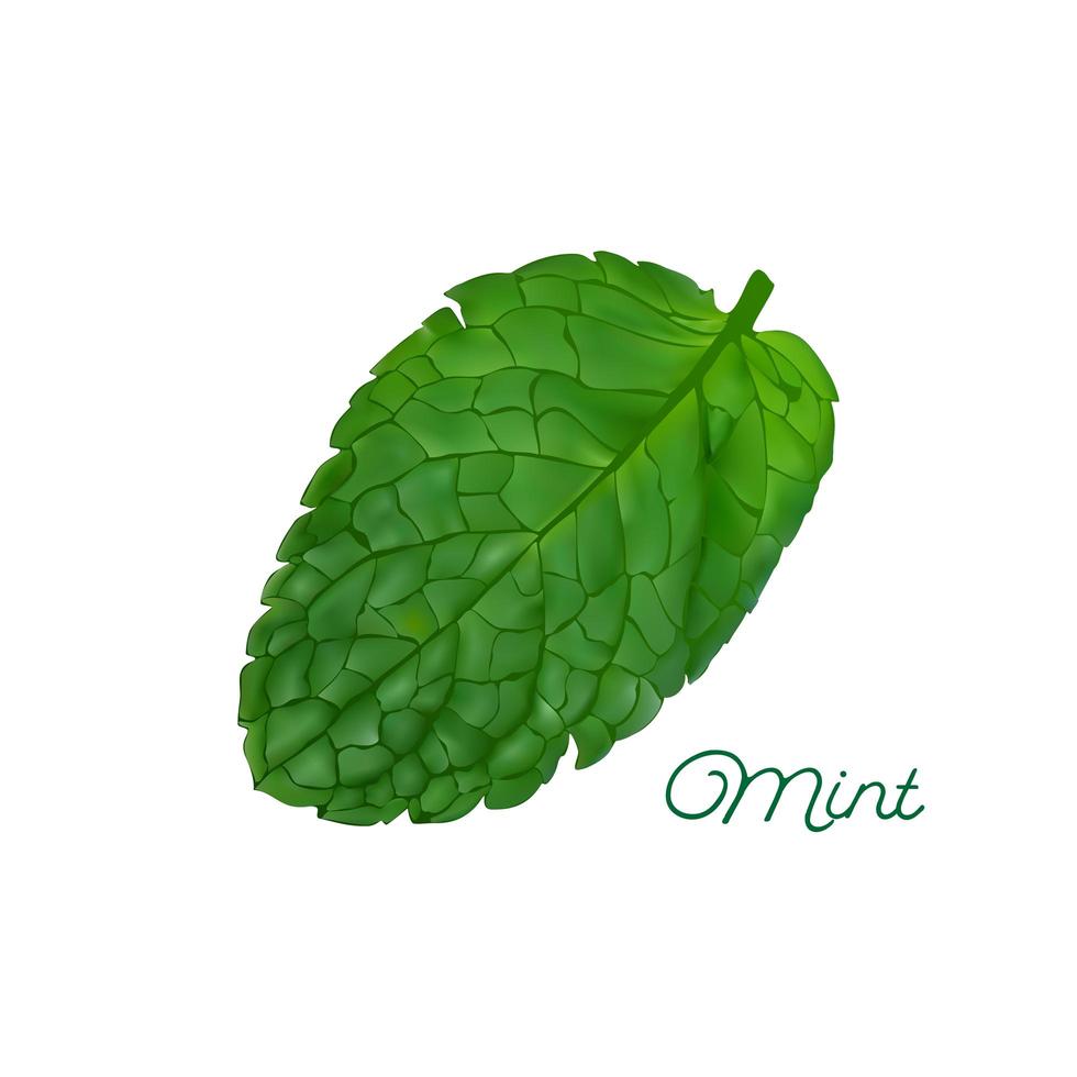 diseño dibujado a mano de hoja de menta vector