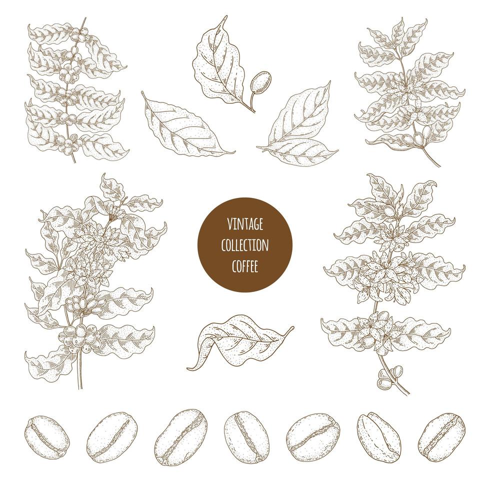 Vintage Coffee Botany Set  vector