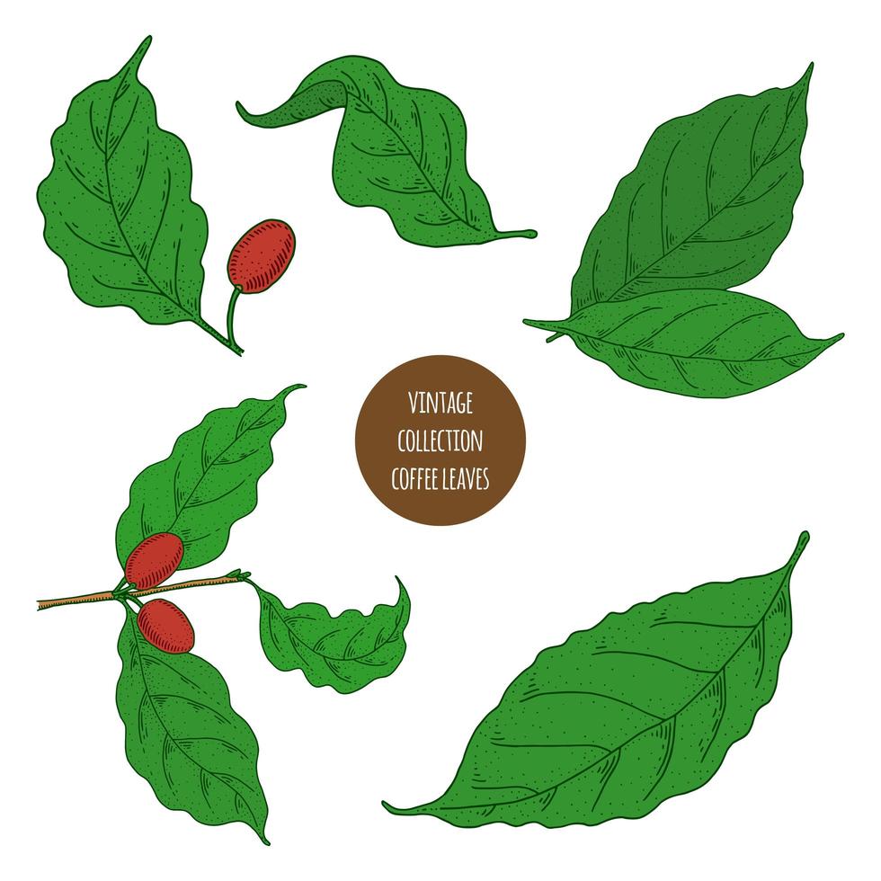 Coffee Leaves and Beans Set  vector