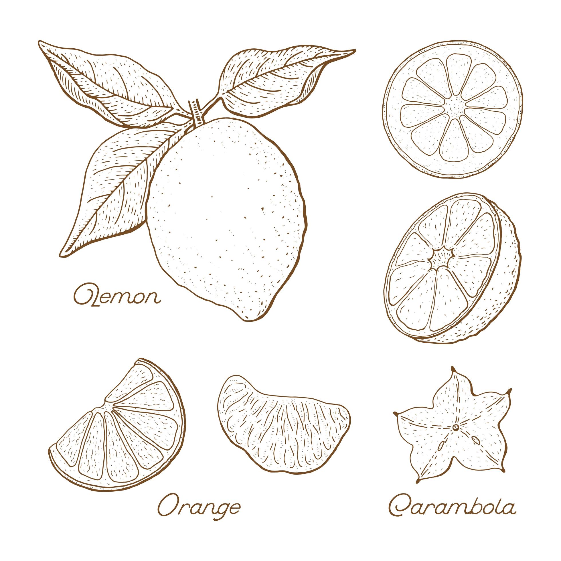 Hand Drawn Citrus Fruit Drawings Set 952715 Vector Art at Vecteezy