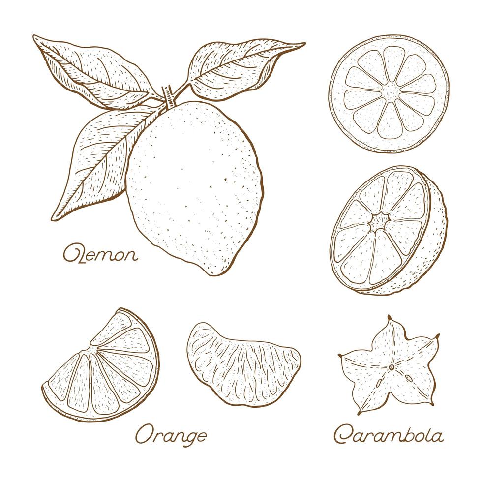 Hand Drawn Citrus Fruit Drawings Set  vector