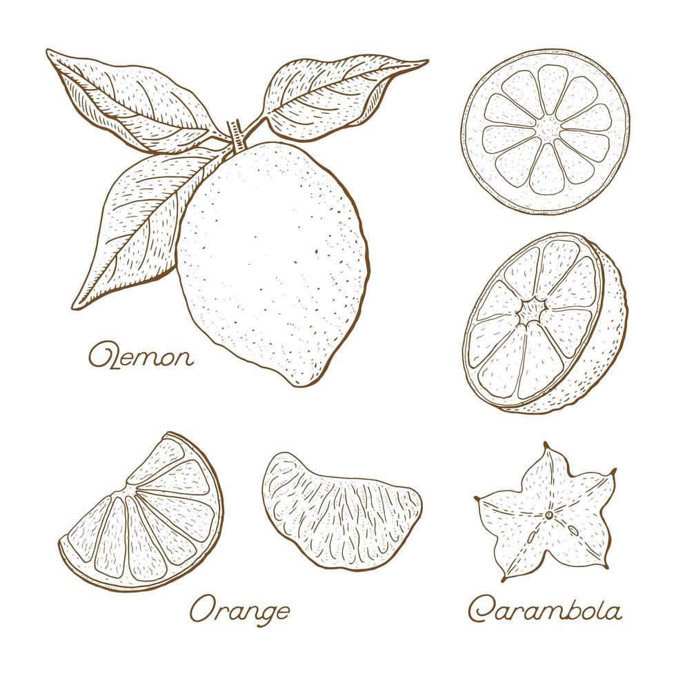 Hand Drawn Citrus Fruit Drawings Set  vector