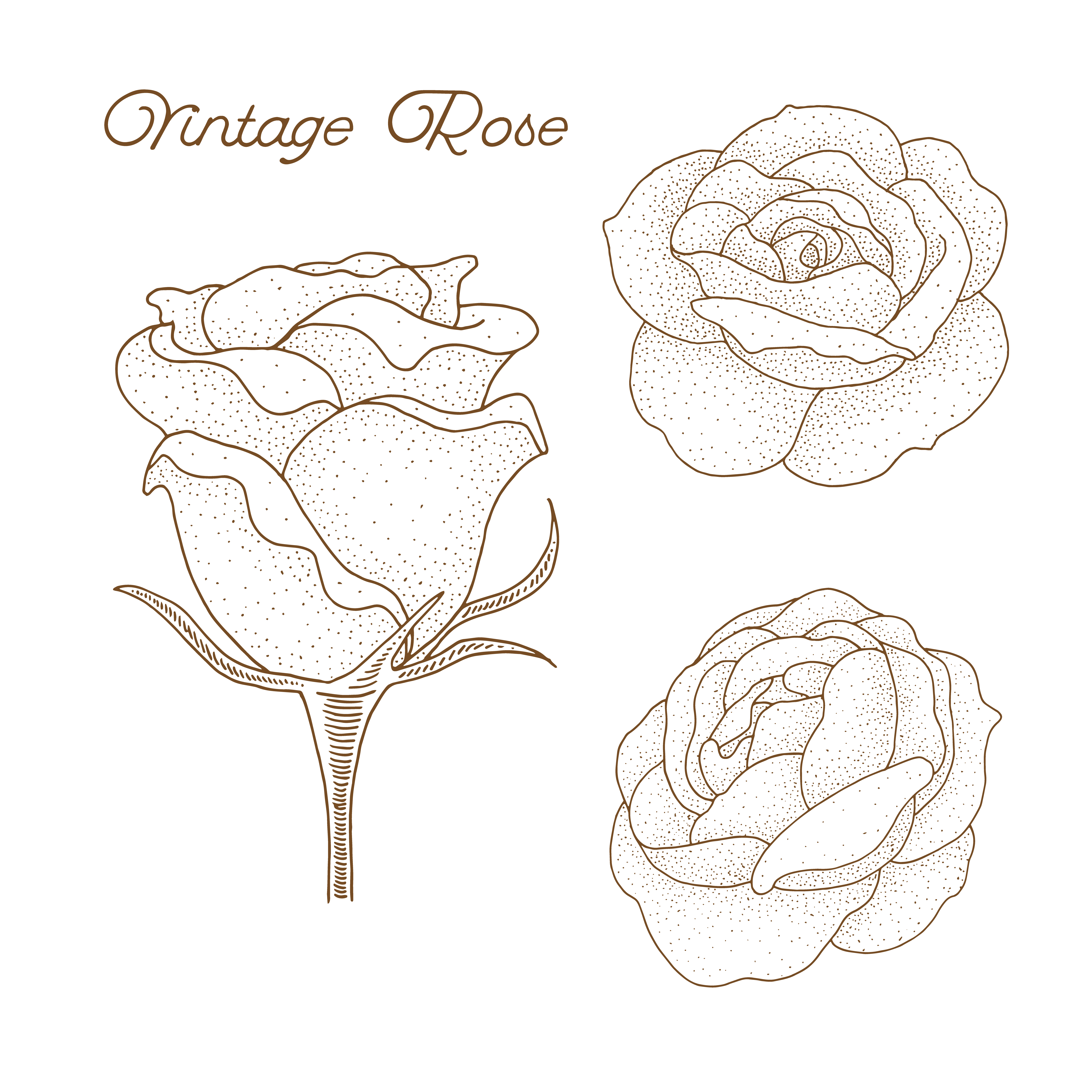 Hand Drawn Vintage Rose Design 952724 Vector Art at Vecteezy