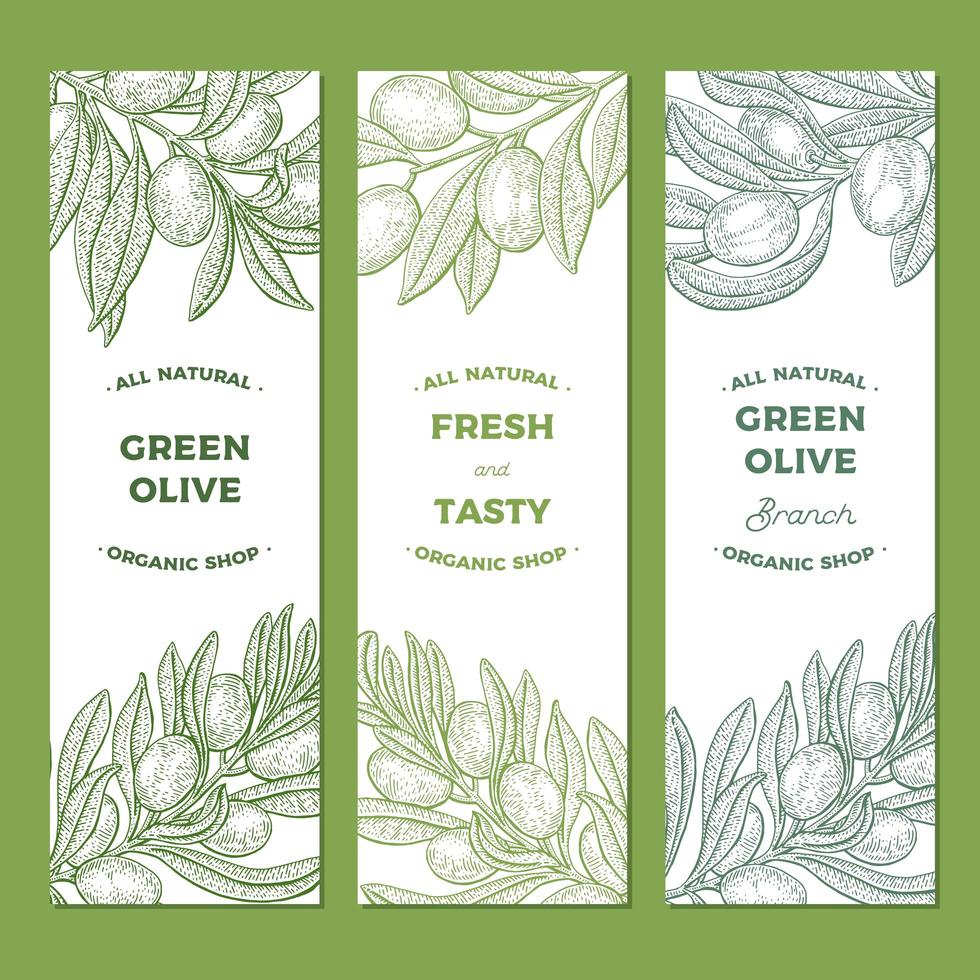 Set of Olive Tree Branch Vintage Banners  vector