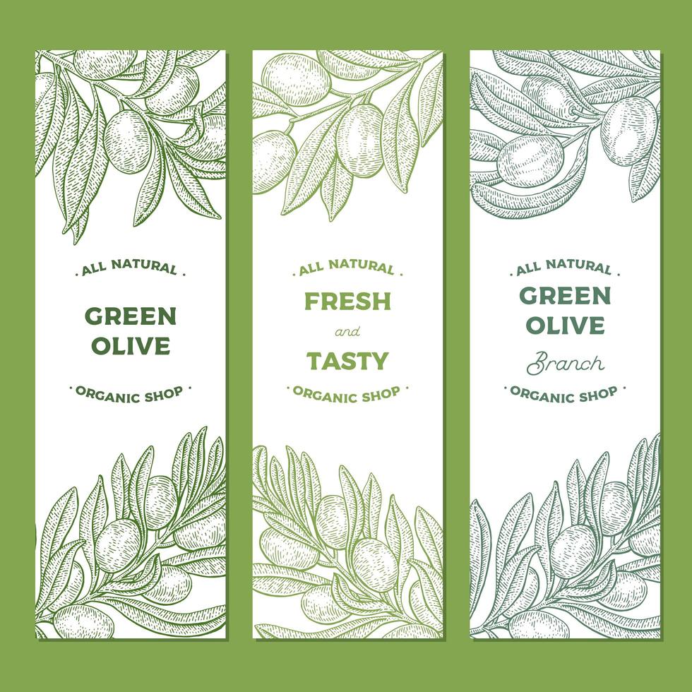 Set of Olive Tree Branch Vintage Banners  vector