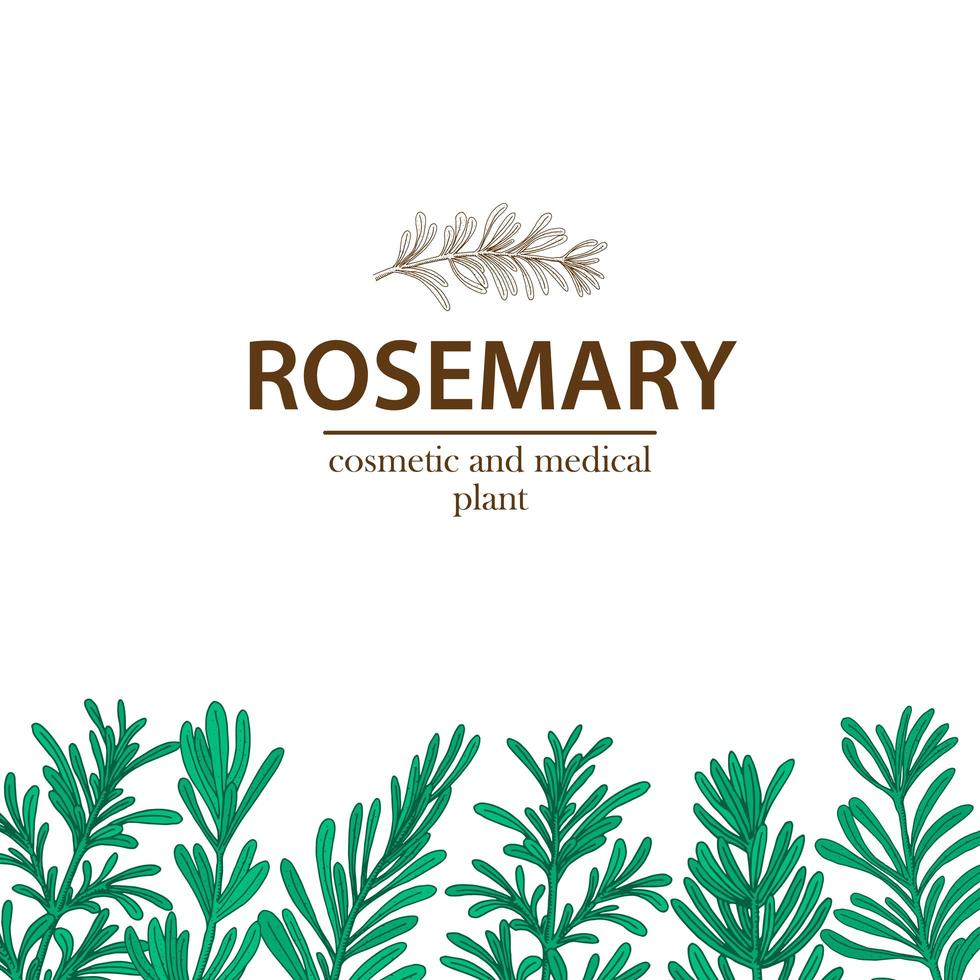 White Background with Rosemary Sprigs vector