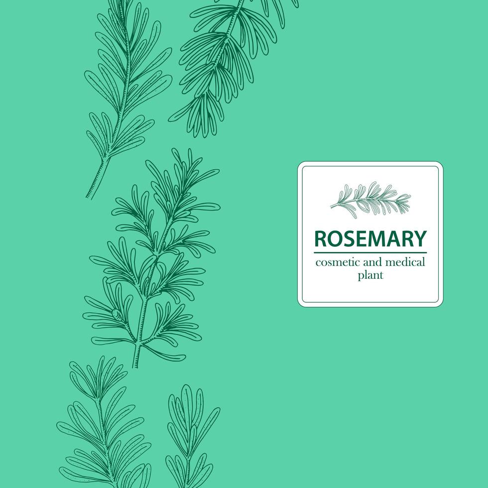 Hand Drawn Green Herbal Rosemary Sprigs vector