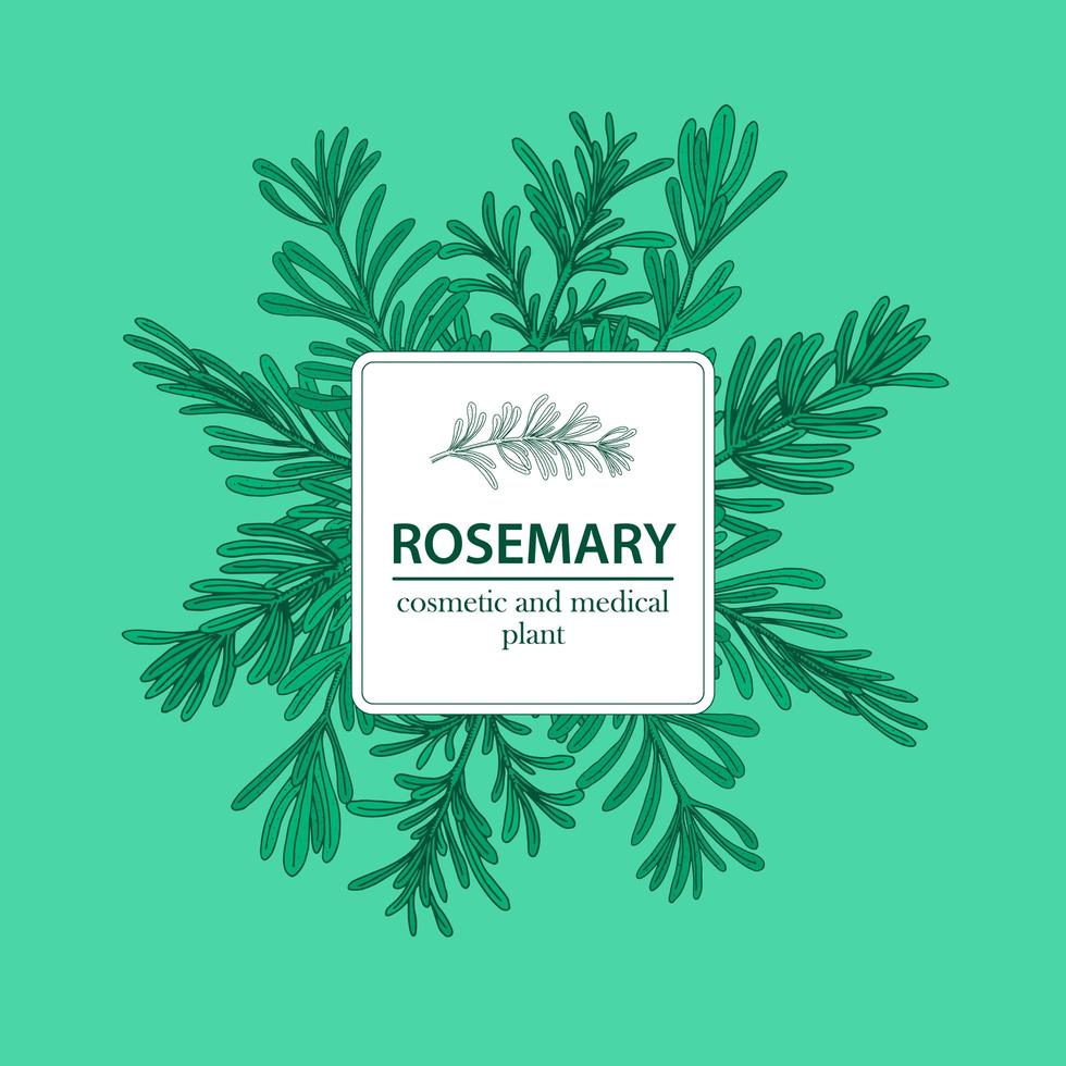 Medicinal Rosemary Background vector