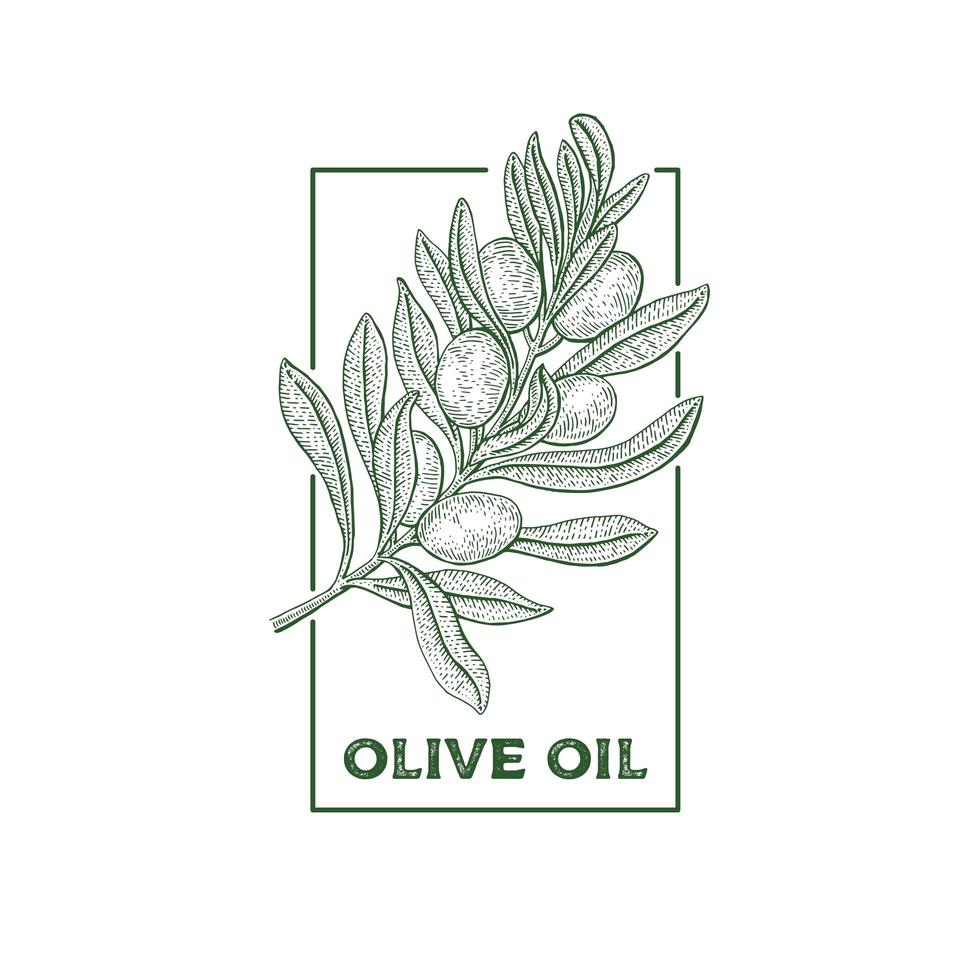 Hand Drawn Olive Branch in Frame vector