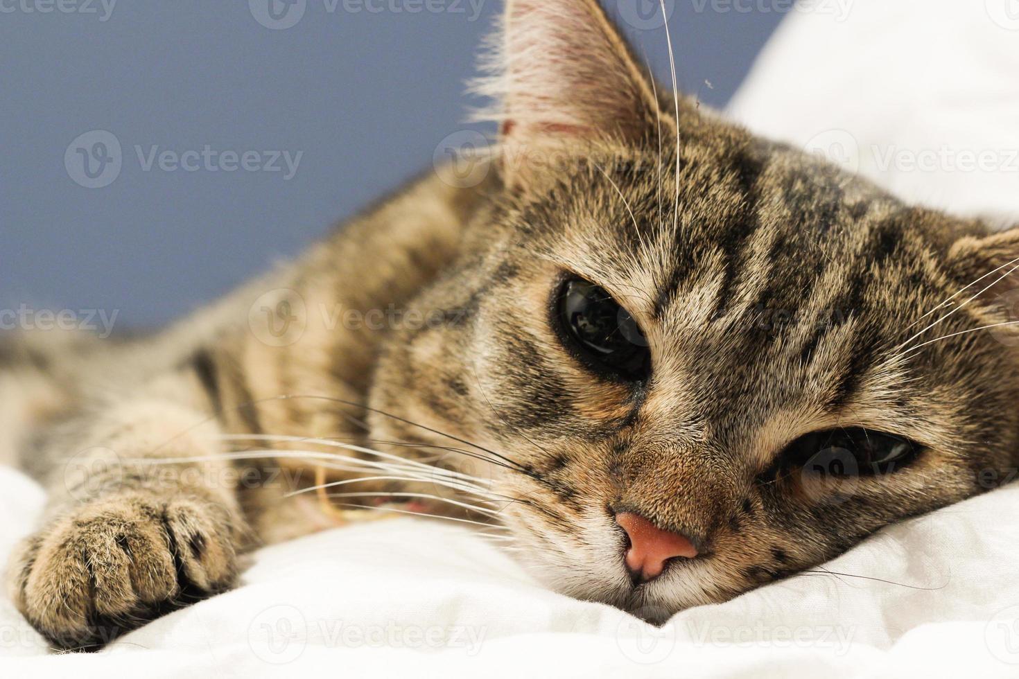 Sleepy domestic Tabby cat in Bed photo