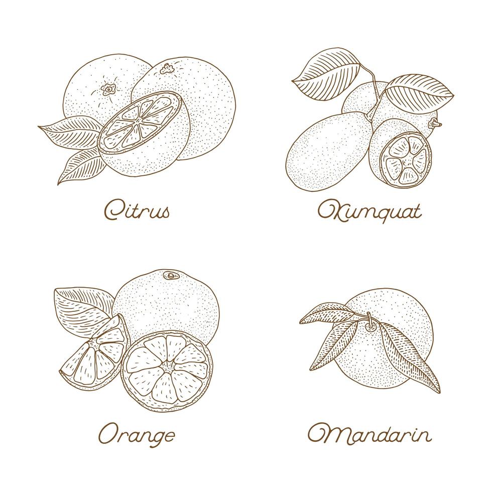 Vintage Hand Drawn Citrus Set  vector