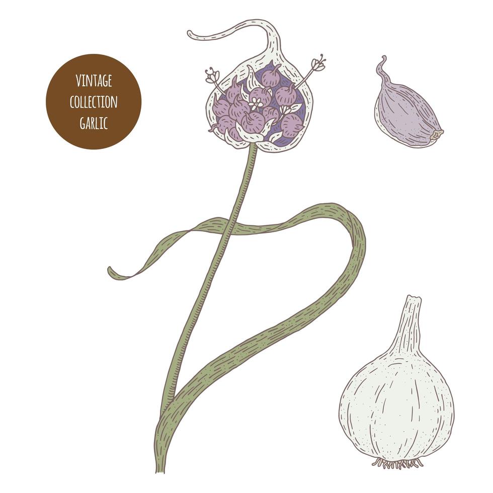Garlic Vintage Botany Set vector