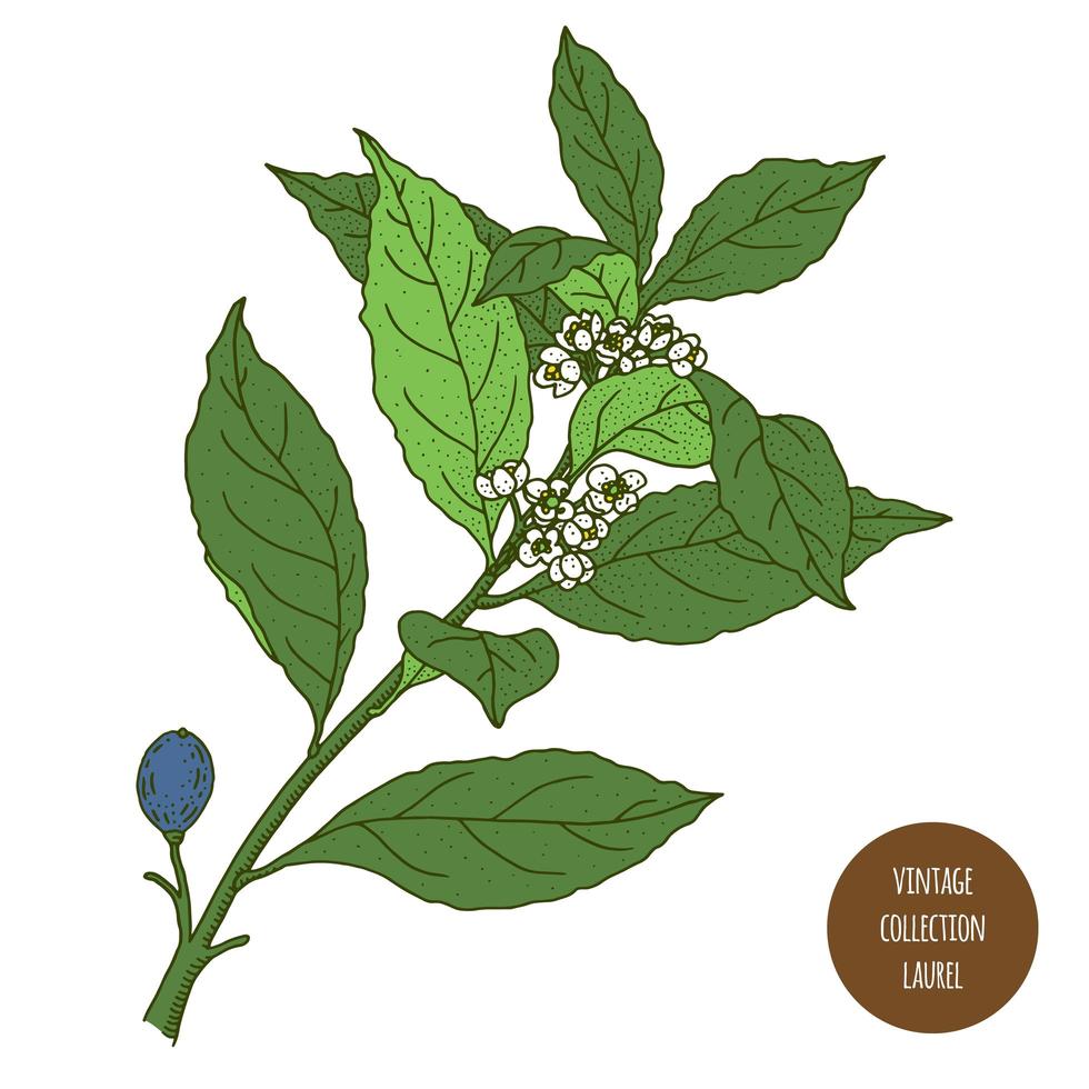 Laurel Bay Leaf Vintage Botanical Design vector