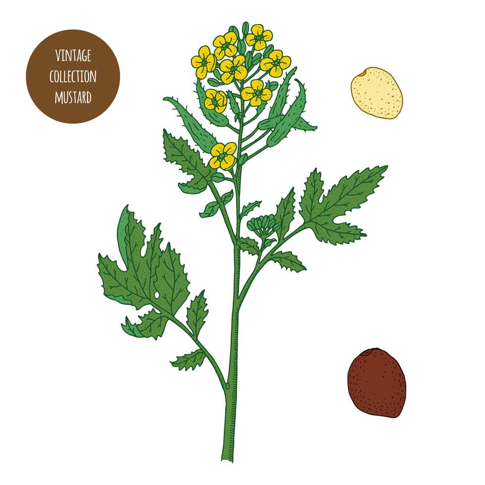 Mustard Vintage Botany Set vector