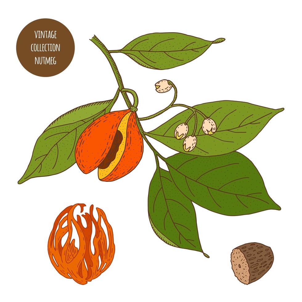 Nutmeg Vintage Botany Set  vector