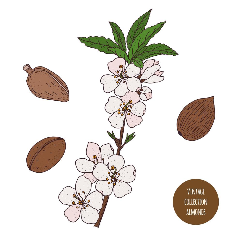 Almond Plant Vintage Botany Design vector