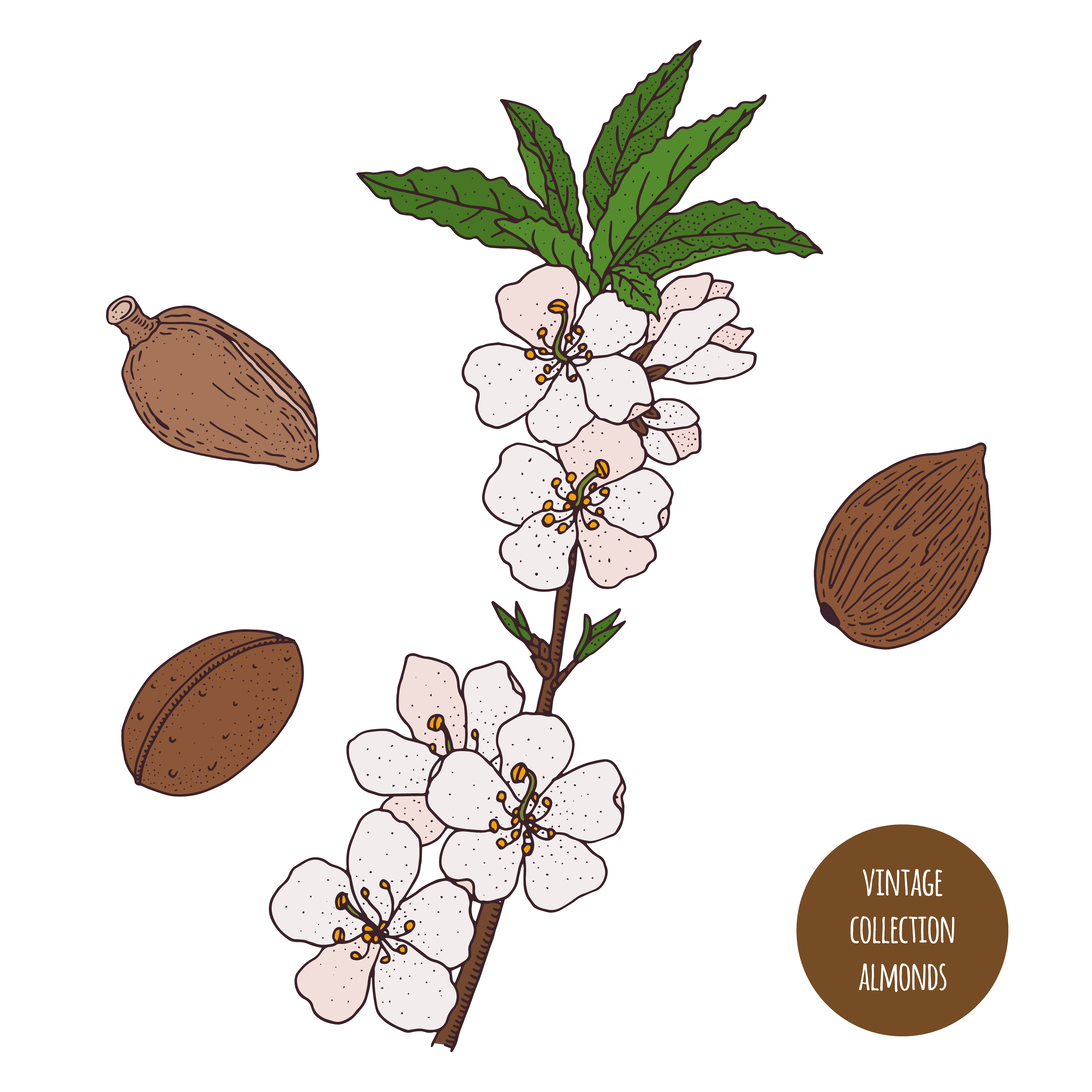Almond Plant Vintage Botany Design 955284 Vector Art at Vecteezy