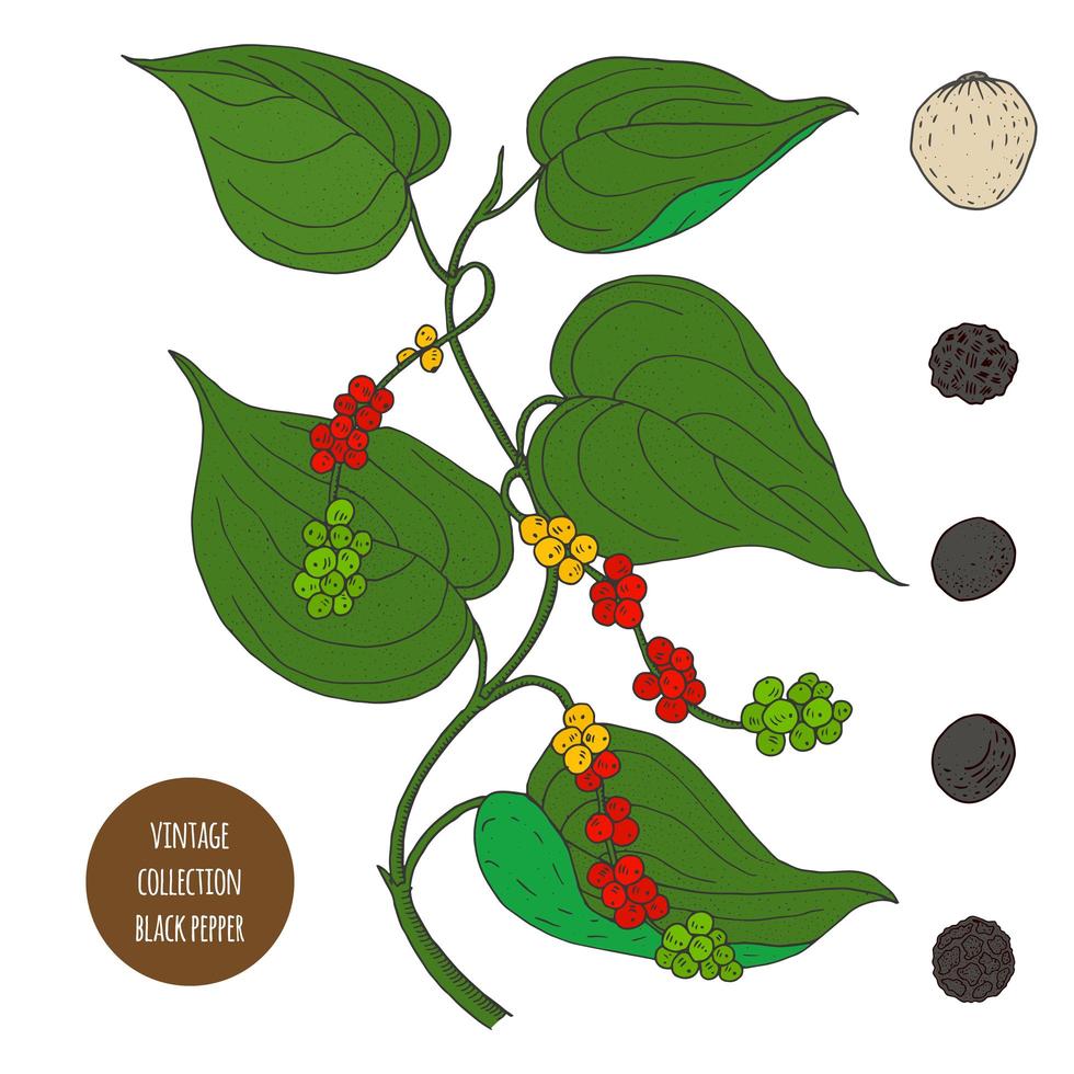 Black Pepper Vintage Botany Design vector