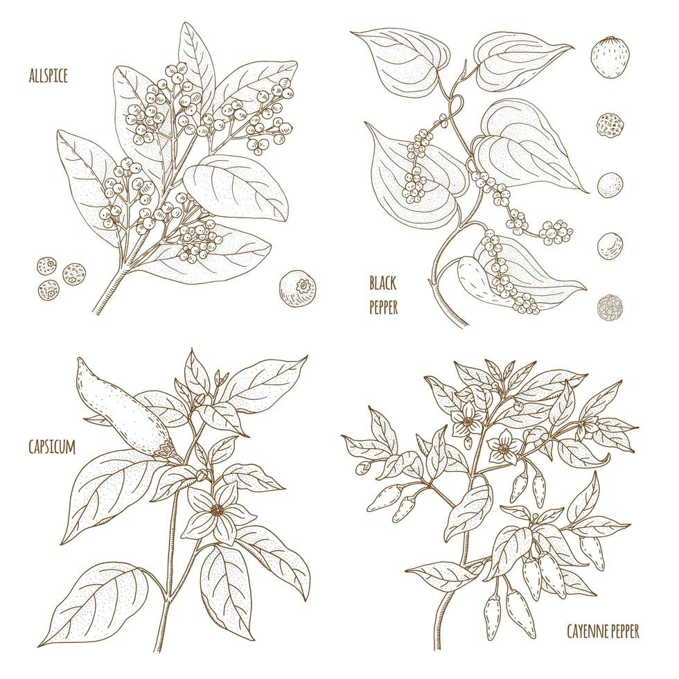 Set of Fragrant Pepper Spices  vector