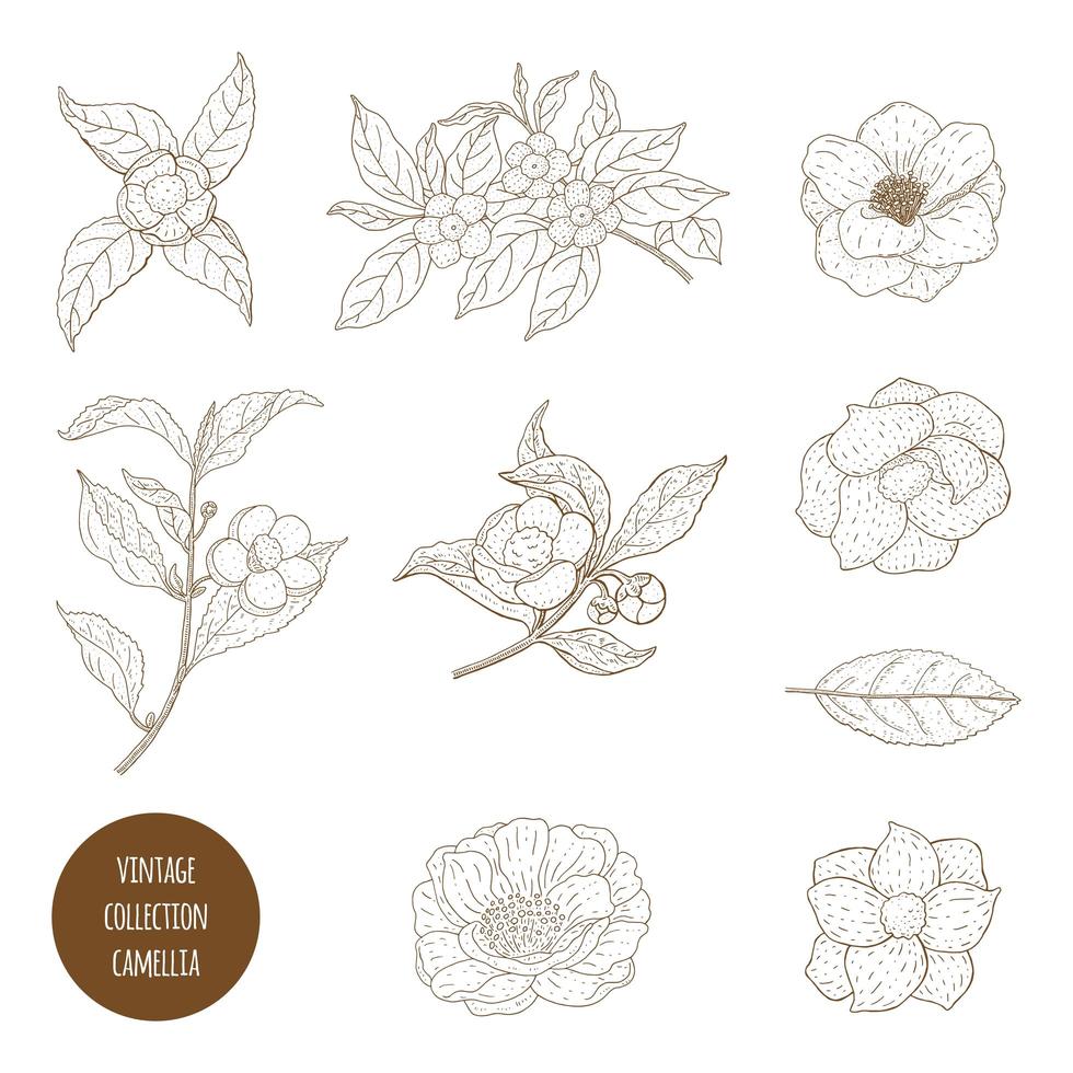 Colección de flores y ramas de camellia sinensis vector