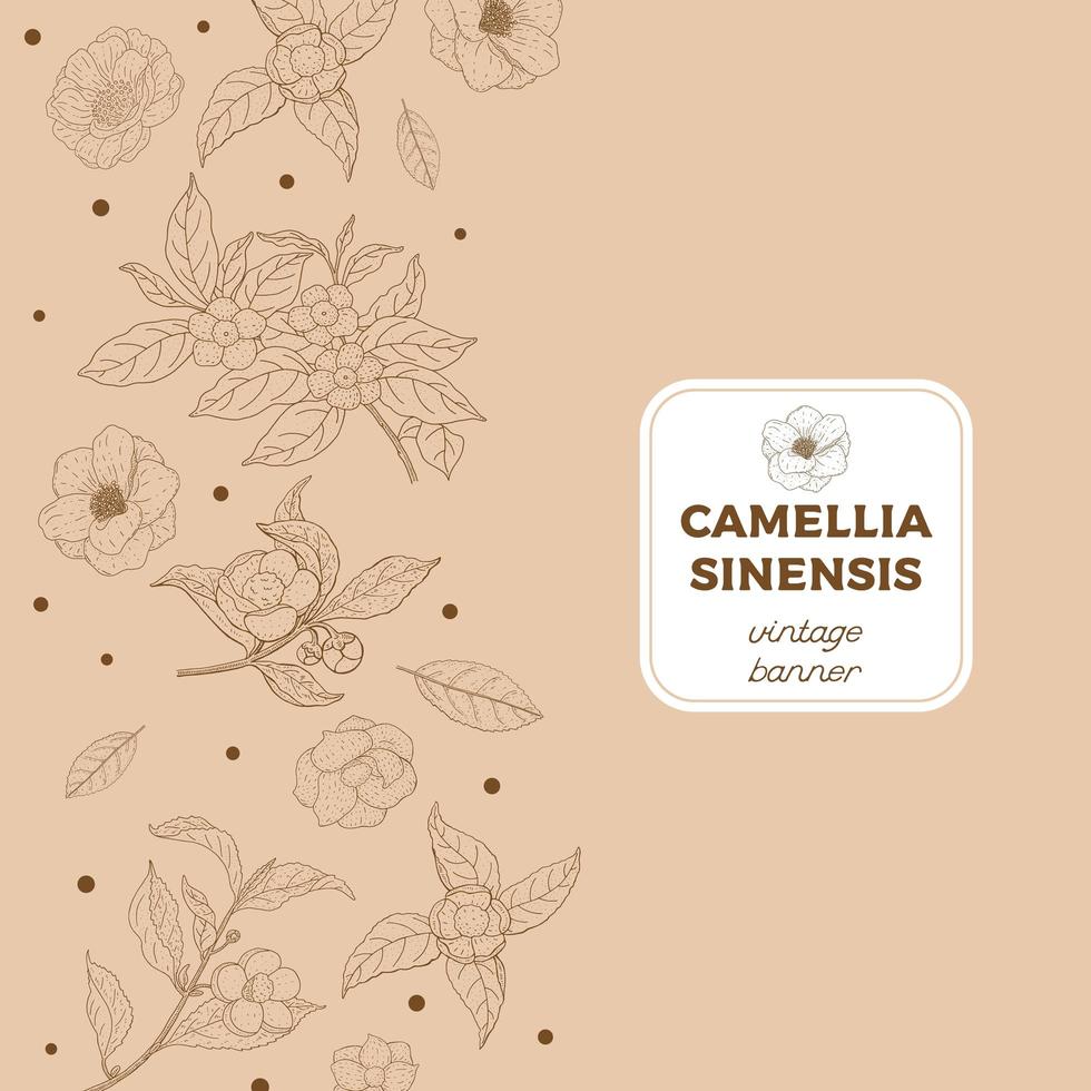 Camellia Sinensis Vintage Banner vector