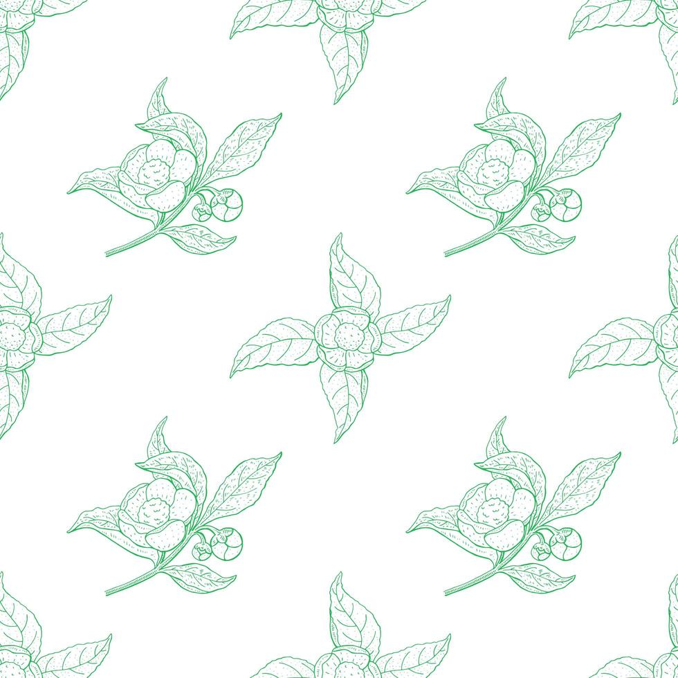 Camellia Sinensis Vintage Green Outline Pattern vector