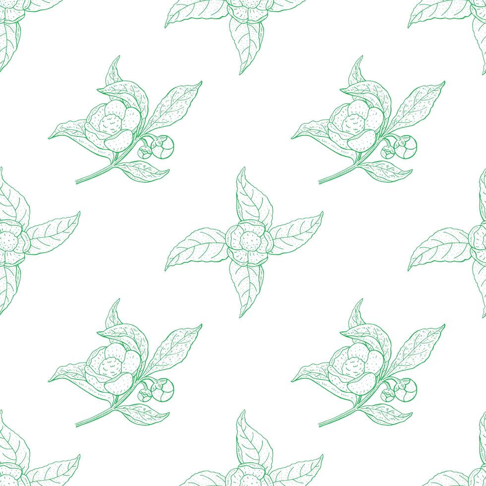 Camellia Sinensis Vintage Green Outline Pattern vector