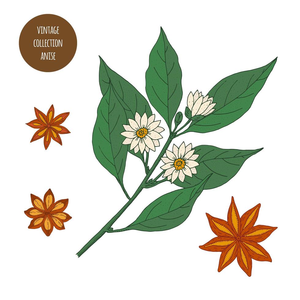 Star Anise Vintage Botany Drawings vector