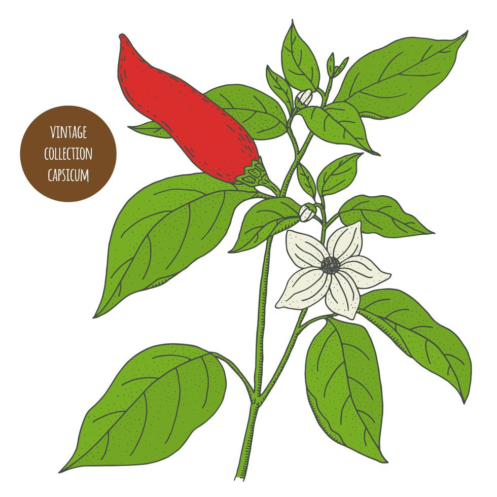 Capsicum Pepper Vintage Botany Design vector