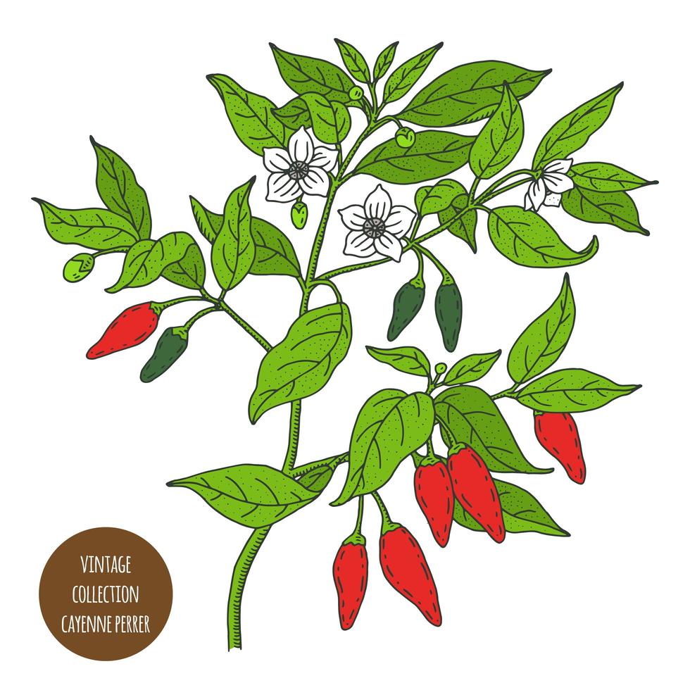 Cayenne Pepper Vintage Plant Design vector