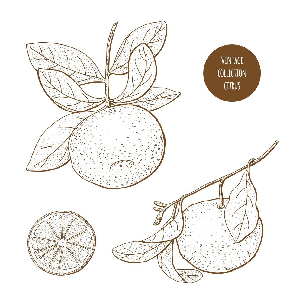 Citrus Fruit Vintage Set  vector