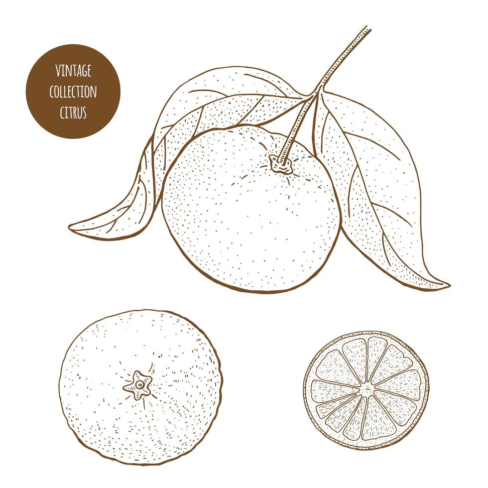 Citrus Orange Vintage Set  vector