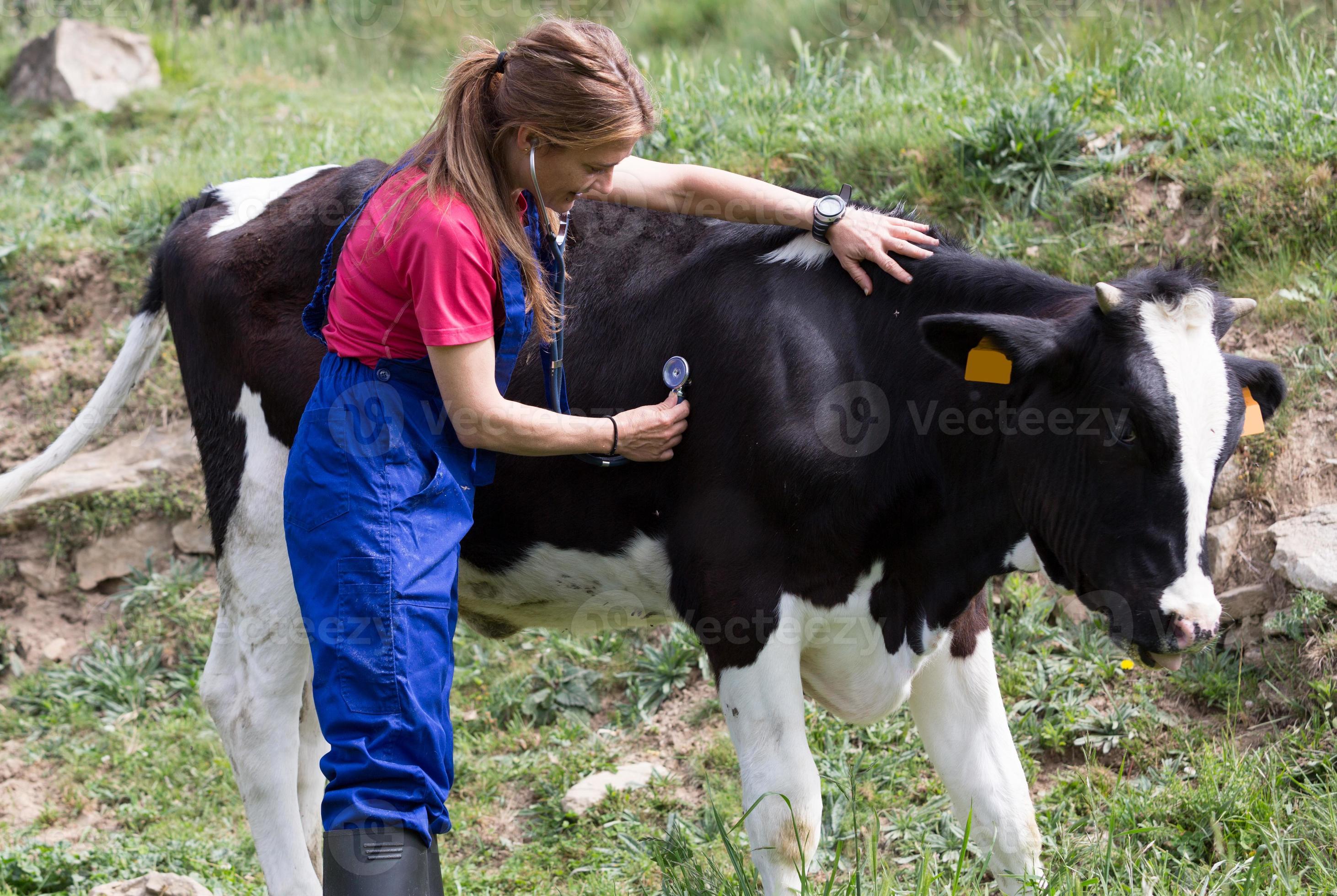 лечение крс. туберкулинизация крс препарат. лечение крс. ветеринар с коровой. лечение крс.