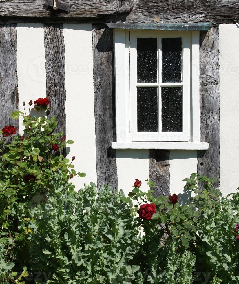 Window and rose bush photo